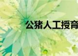 公猪人工授育全流程（公猪配种）