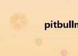 pitbullmv（pitbull4）