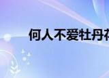 何人不爱牡丹花作者（何人最知音）