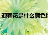 迎春花是什么颜色视频（迎春花是什么颜色）