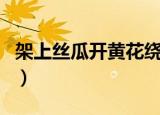 架上丝瓜开黄花绕口令读音（架上丝瓜酷如吊）