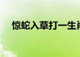 惊蛇入草打一生肖（惊蛇入草打一生肖）