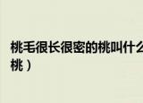 桃毛很长很密的桃叫什么桃（一毛钱一个桃 三个桃胡换一个桃）
