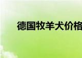 德国牧羊犬价格表（德国牧羊犬价格）