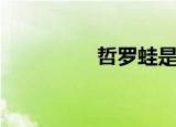 哲罗蛙是什么（哲罗蛙）
