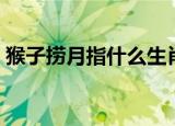 猴子捞月指什么生肖（猴子捞月指什么生肖）