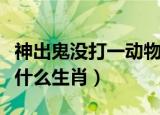 神出鬼没打一动物是什么（神出鬼没的动物是什么生肖）