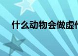 什么动物会做虚作假（动物的弄虚作假）