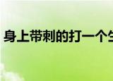 身上带刺的打一个生肖（歪风邪气打一生肖）