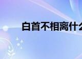 白首不相离什么意思（白首不相离）