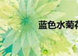 蓝色水菊花语（蓝色水菊）