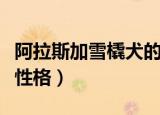 阿拉斯加雪橇犬的性格特点（阿拉斯加雪橇犬性格）