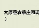 太原薰衣草庄园现在好不好（太原薰衣草庄园）