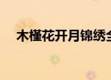 木槿花开月锦绣全文（木槿花开月锦绣）