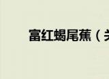 富红蝎尾蕉（关于富红蝎尾蕉介绍）