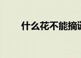 什么花不能摘谜语（关于花的谜语）