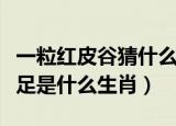 一粒红皮谷猜什么生肖（一粒红皮谷半两还不足是什么生肖）