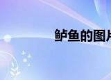鲈鱼的图片（鲈鱼的资料）