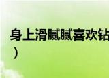 身上滑腻腻喜欢钻河底打一动物（身上滑腻腻）