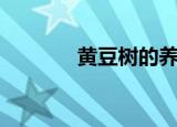 黄豆树的养殖方法（黄豆树）