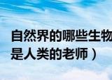 自然界的哪些生物成了人类的老师（哪些生物是人类的老师）