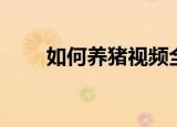 如何养猪视频全集播放（如何养猪）