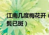 江南几度梅花开（江南几度梅花发 人在天涯鬓已斑）