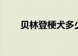 贝林登梗犬多少钱一只（贝林登梗）