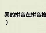 桑的拼音在拼音格里怎么写（桑的拼音和组词）