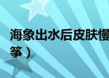 海象出水后皮肤慢慢变成什么颜色（海象人风筝）