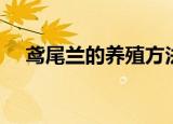 鸢尾兰的养殖方法和注意事项（鸢尾兰）