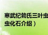 寒武纪勃氏三叶虫化石（关于寒武纪勃氏三叶虫化石介绍）