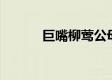 巨嘴柳莺公母对比（巨嘴柳莺）