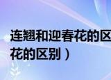 连翘和迎春花的区别科普小论文（连翘和迎春花的区别）