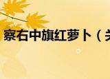 察右中旗红萝卜（关于察右中旗红萝卜介绍）