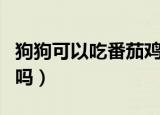 狗狗可以吃番茄鸡蛋汤吗（狗狗可以吃番石榴吗）