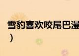 雪豹喜欢咬尾巴漫画在哪看（雪豹喜欢咬尾巴）