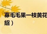 寡毛毛果一枝黄花（关于寡毛毛果一枝黄花介绍）