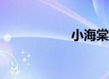 小海棠11（小海棠）