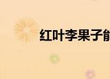 红叶李果子能吃吗（红叶 沙白）