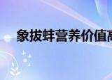 象拔蚌营养价值高吗（象拔蚌营养价值）