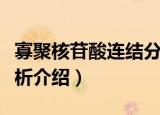 寡聚核苷酸连结分析（关于寡聚核苷酸连结分析介绍）