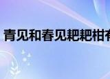 青见和春见耙耙柑有什么区别（青见读什么）