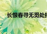 长恨春寻无觅处拼音（长恨春寻无觅处）