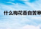 什么梅花香自苦寒（什么梅花香自苦寒来）