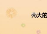 壳大的乌龟（壳大）