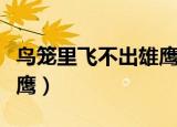 鸟笼里飞不出雄鹰带字图片（鸟笼里飞不出雄鹰）
