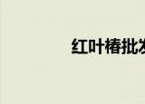 红叶椿批发基地（红叶椿）