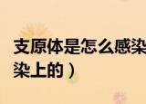 支原体是怎么感染上的女性（支原体是怎么感染上的）