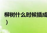 柳树什么时候插成活率高（柳树什么时候开花）